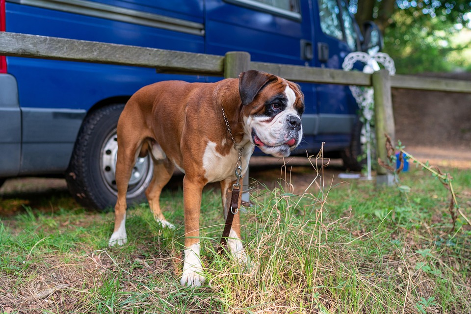 Die Sprache des Bellens verstehen