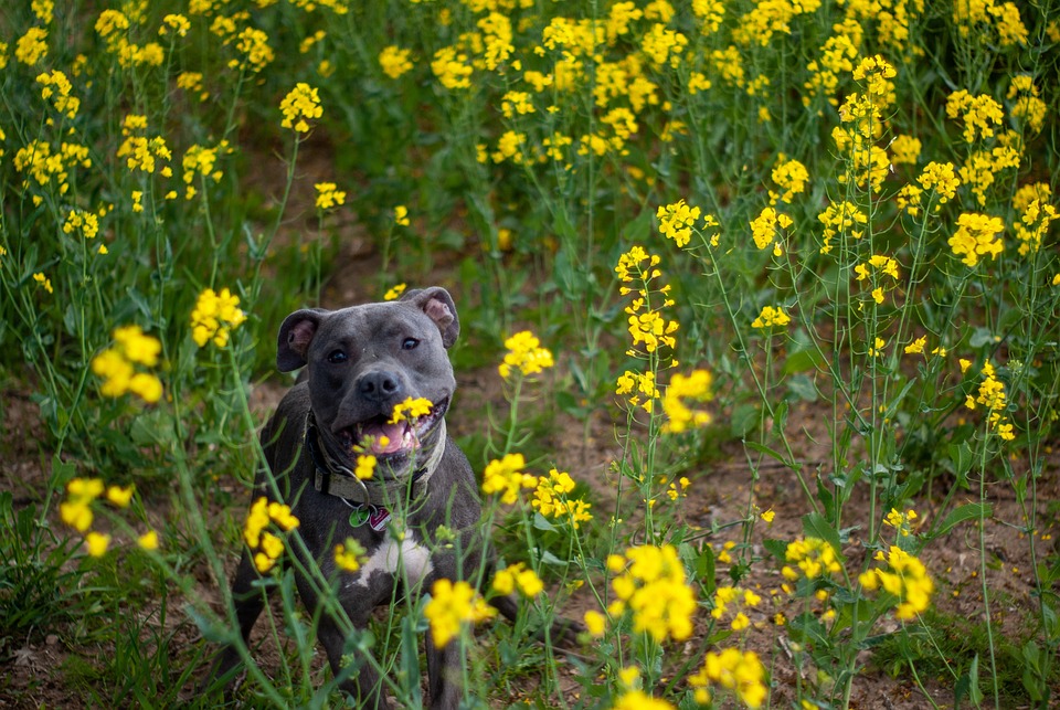 Hundeschulen im Test: Worauf du achten solltest